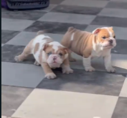 Buy Male English Bulldog Puppy from Goa